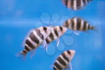 Photo of striped fish frontosa in aquarium