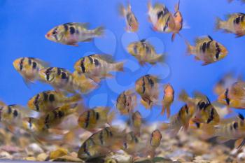 Photo of aquarium fish bolivian ram cichlid