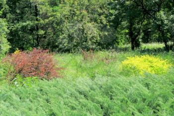 Summer forest with yellow and red shrubberys