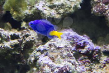 Photo of aquarium fish chrysiptera parasema with yellow tail