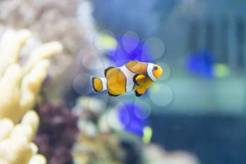 Photo of aquarium clown fish amphiprion percula