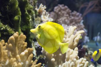 Photo of fish yellow zebrasoma in aquarium