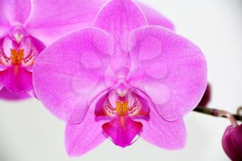 Image of beautiful orchid