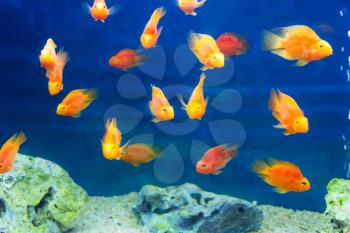 Photo of red parrot cichlid in blue water