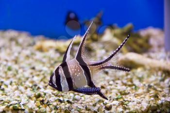 Photo of aquarium fish apogon in blue water