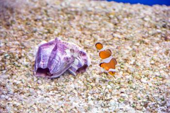 Photo of gray scalare on background of an amphora