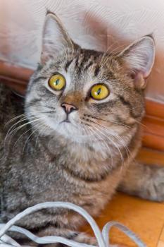 Photo of cat portrait with yellow eyes 