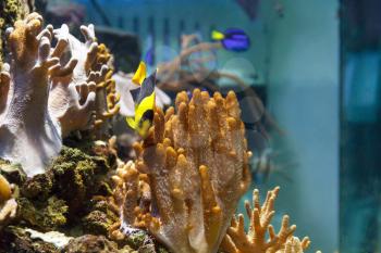 One small colorful pomacanthidae angel fish swimming in aquarium