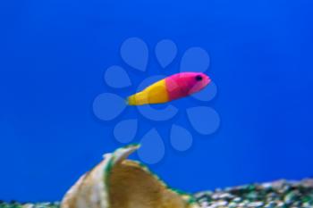 One small pseudochromis fish with vivid colors swimming in aquarium
