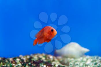 One red fish swimming in aquarium tank