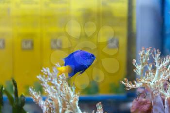 One blue fish chrysiptera parasema with yellow tail swimming in aquarium