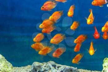 Group of orange red parrot cichlid fishes on blue background