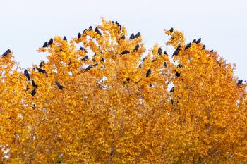 Group of black birds sitting on top yellow tree