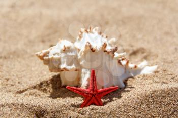 Seashell and starfish in sand on the sunny beach