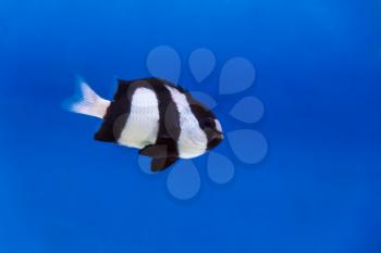 One black and white dascyllus trimaculatus fish in the aquarium