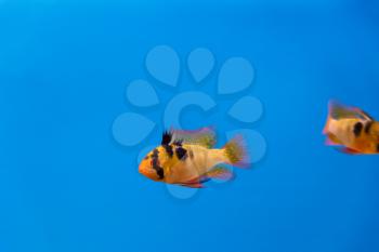 Microgeophagus ramirezi orange fish swimming on blue background in aquarium