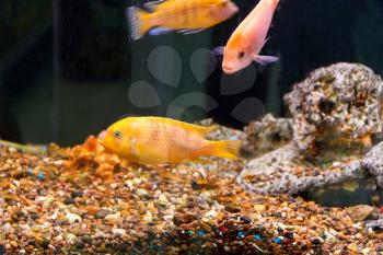 Couple orange aulonocara fishes in aquarium tank with reef on background