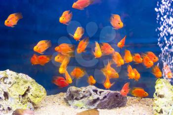 Group of orange red parrot cichlid fishes on blue background