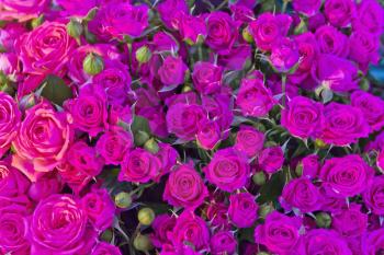 Background of pink small roses in marketplace