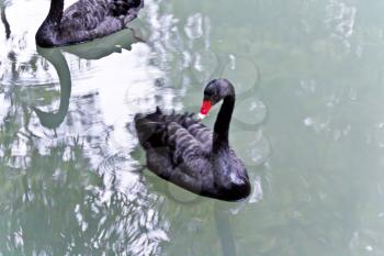 Horizontal photo of lonely black swan with red pecker