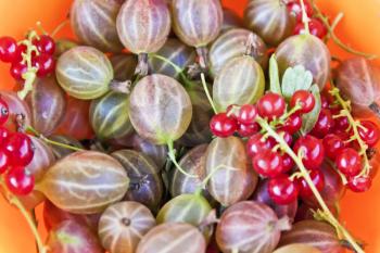 Background with fresh gooseberries and red currants