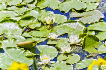 Princess frog in lake with water lilies in summer sunny day  