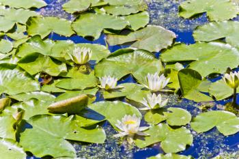 Princess frog in lake with water lilies in summer sunny day  