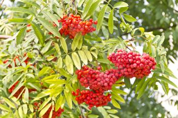 Red ripe rowanberry branch in summer day