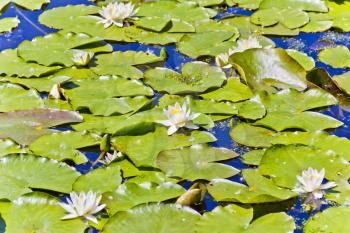 Lake with water lilies in summer sunny day  