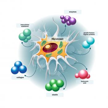 Royalty Free Clipart Image of Fibroblast Cells