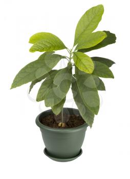 Young avocado plant in a pot isolated on white