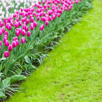 Pink tulips on a side of a loan. Place for caption.