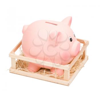 Piggy bank in small wooden corral, isolated on white. 
