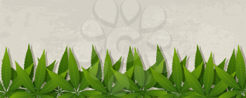 Grunge banner with cannabis leaves. Vector illustration