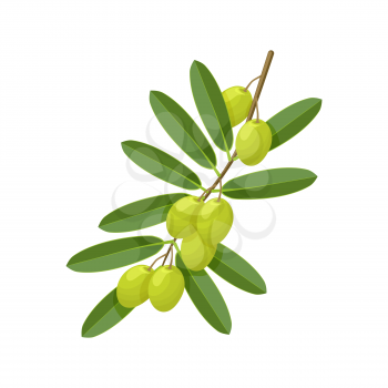 Green olive branch on white background. vector illustration - eps 10