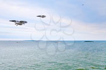 sea gulls flying to island in Baltic Sea at evening glow