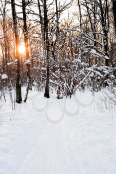 sunset in winter forest