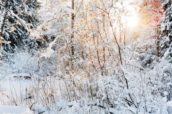 sunset in winter forest