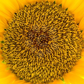 yellow sunflower close-up