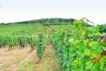 vineyard in Alsace, France