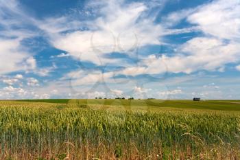 wheat field under blue sky in France