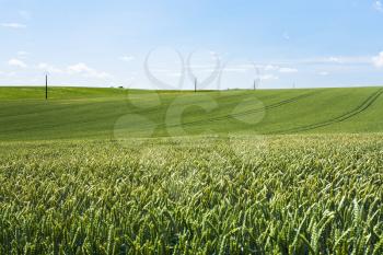 panorama of green wheat field under blue sky in France