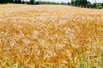 golden wheat field under blue sky