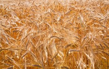 yellow wheat ears close up in field