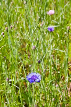 blue chicory in meadow in summer day