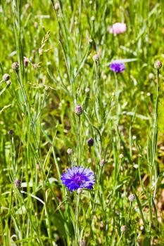 blue chicory flower in meadow in summer day