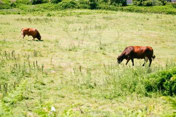 cow and bull graze on green meadow