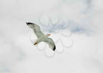 one seagull in clouds and blue sky