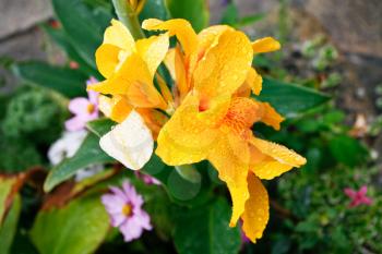 yellow Iris flower after rain