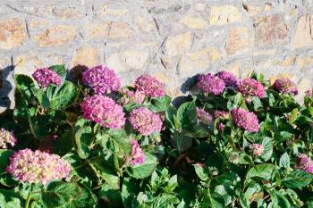 traditional flower hydrangea near stone wall in Brittany France